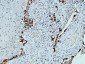 Caveolin-1 Polyclonal Antibody