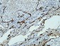 Caveolin-1 Polyclonal Antibody