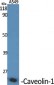 Caveolin-1 Polyclonal Antibody