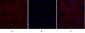 Caveolin-1 Polyclonal Antibody