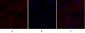 Caveolin-1 Polyclonal Antibody
