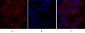 Caveolin-1 Polyclonal Antibody