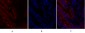 Caveolin-1 Polyclonal Antibody