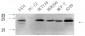 Caveolin-1 Polyclonal Antibody