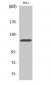 Cbl Polyclonal Antibody