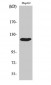 Cbl Polyclonal Antibody