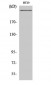 CBP Polyclonal Antibody