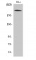 CBP Polyclonal Antibody