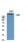 CBP Polyclonal Antibody