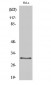 CBP 35 Polyclonal Antibody