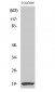 CBP20 Polyclonal Antibody