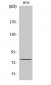 CBP80 Polyclonal Antibody