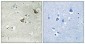 CCK-AR Polyclonal Antibody