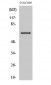 CD108 Polyclonal Antibody