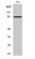 CD138 Polyclonal Antibody