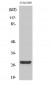 CD160 Polyclonal Antibody