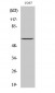 CD19 Polyclonal Antibody