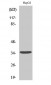 CD1e Polyclonal Antibody