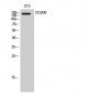 CD206 Polyclonal Antibody