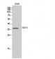 CD272 Polyclonal Antibody