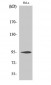 CD284 Polyclonal Antibody