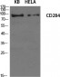 CD284 Polyclonal Antibody