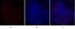 CD284 Polyclonal Antibody