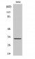 CD300f Polyclonal Antibody