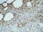 CD31 Polyclonal Antibody