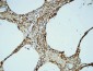 CD31 Polyclonal Antibody