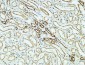 CD31 Polyclonal Antibody