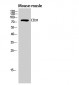 CD31 Polyclonal Antibody