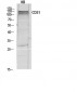 CD31 Polyclonal Antibody