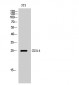 CD314 Polyclonal Antibody