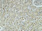 CD34 Polyclonal Antibody