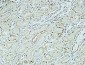 CD34 Polyclonal Antibody