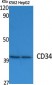 CD34 Polyclonal Antibody