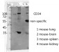 CD34 Polyclonal Antibody