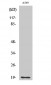 CD3-δ Polyclonal Antibody