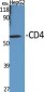 CD4 Polyclonal Antibody