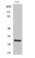 CD40 Polyclonal Antibody