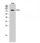 CD44 Polyclonal Antibody