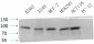 CD44 Polyclonal Antibody