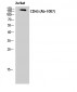 CD45 Polyclonal Antibody