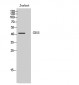 CD55 Polyclonal Antibody