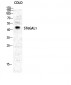 CD75 Polyclonal Antibody