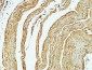 CD79a Polyclonal Antibody