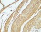 CD79a Polyclonal Antibody