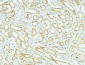 CD83 Polyclonal Antibody