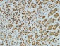 CD83 Polyclonal Antibody